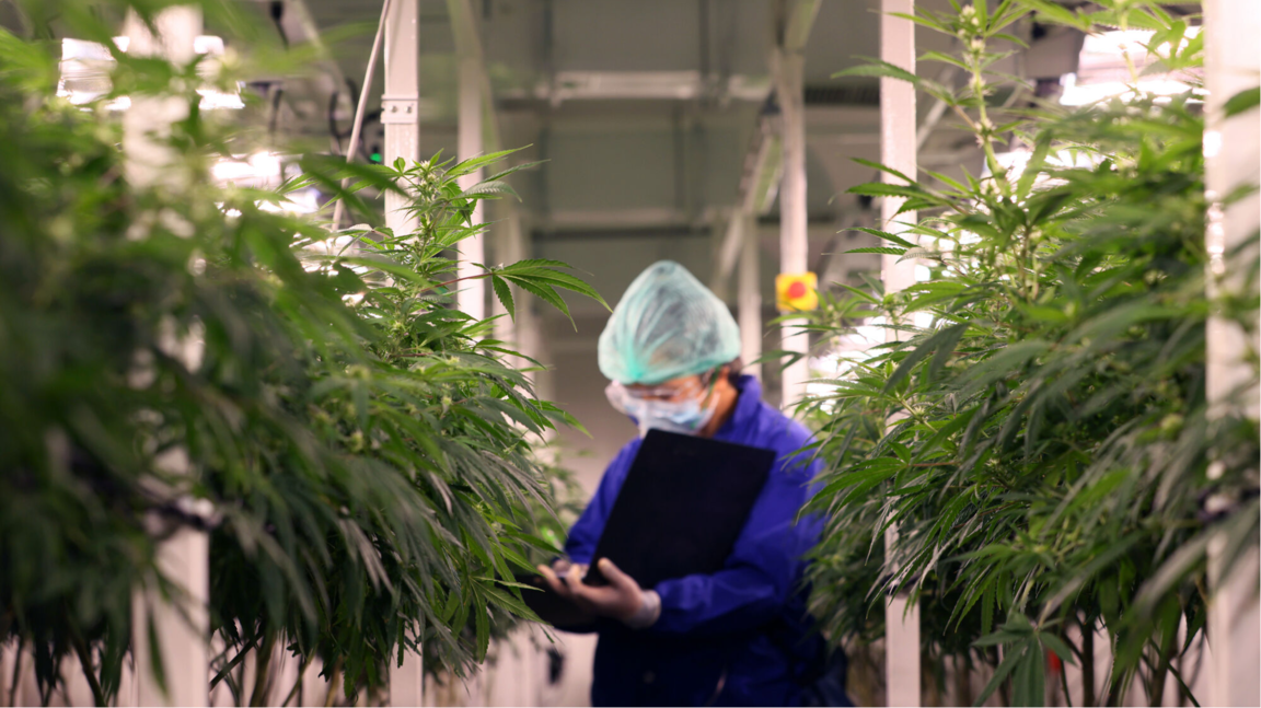 Rare Cannabinoid Company Products