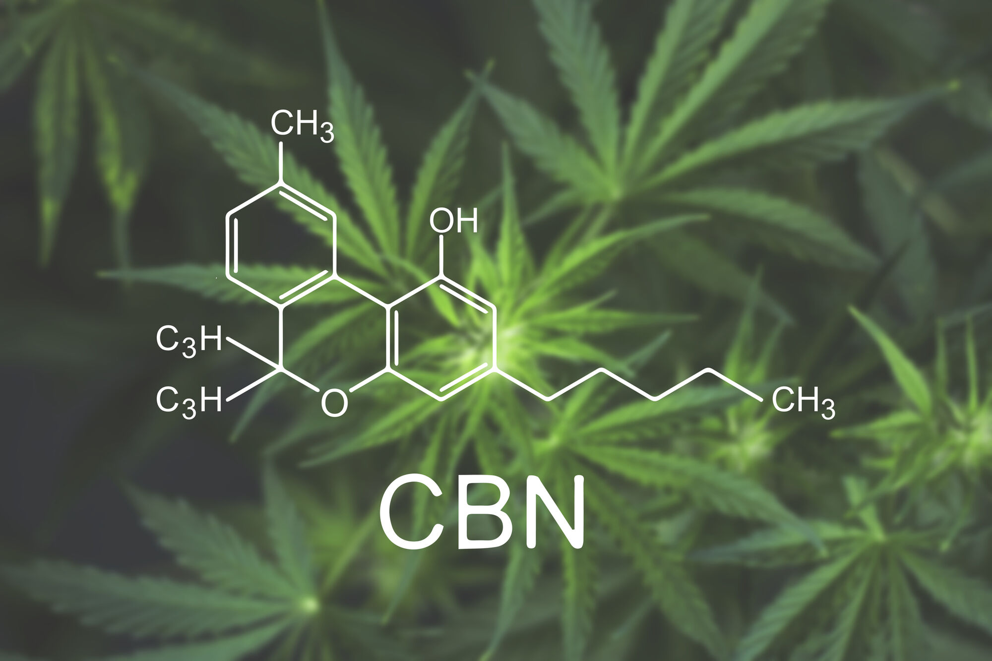 CBN (cannabinol) chemical compound and hemp plants