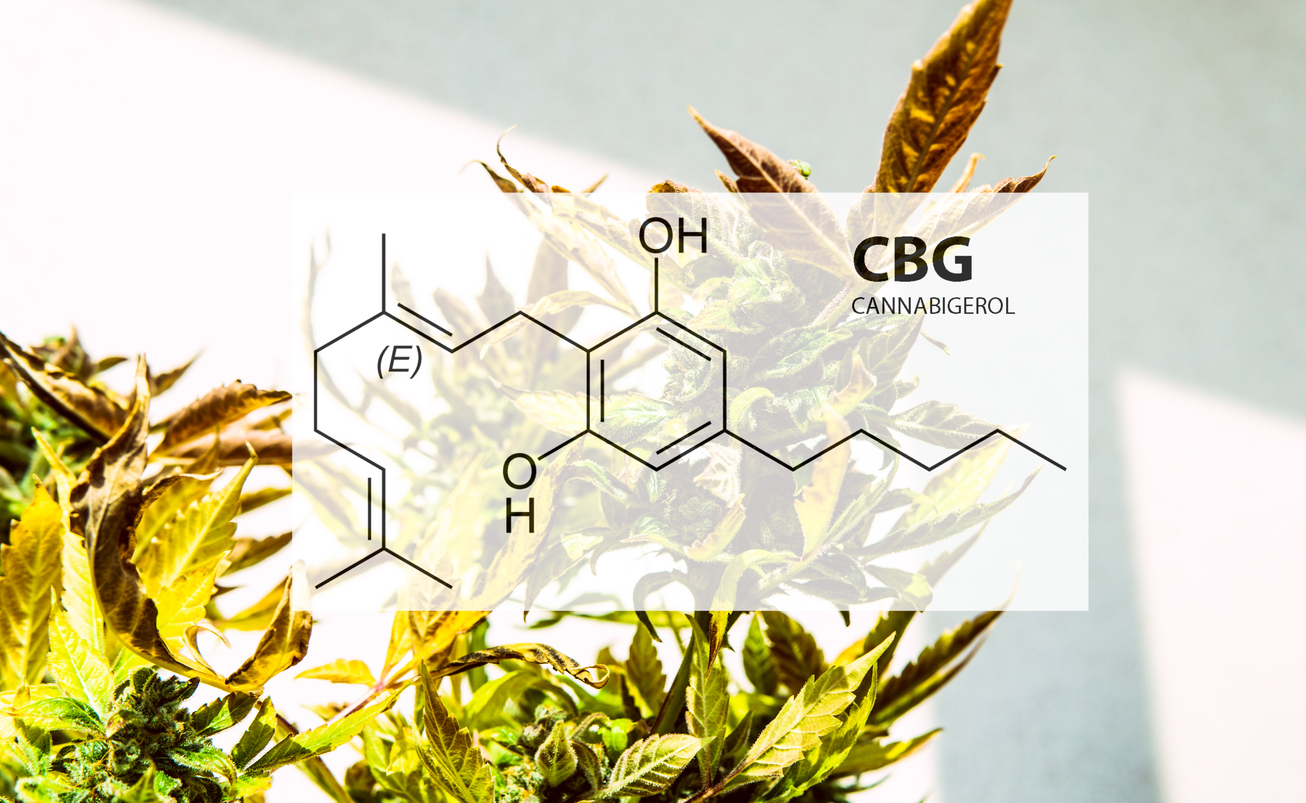 CBG (cannabigerol) cannabinoid with hemp plant.